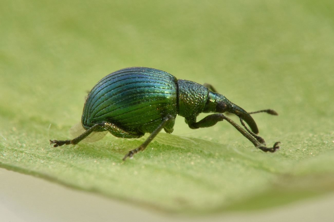Apionidae: Pseudoprotapion astragali?  Sì !